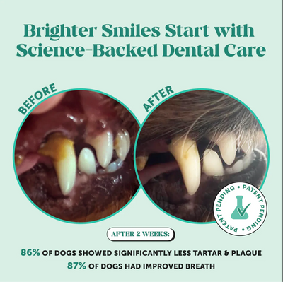 Asolla Fresh Breath Powder — Natural Dental Support for Small & Senior Dogs